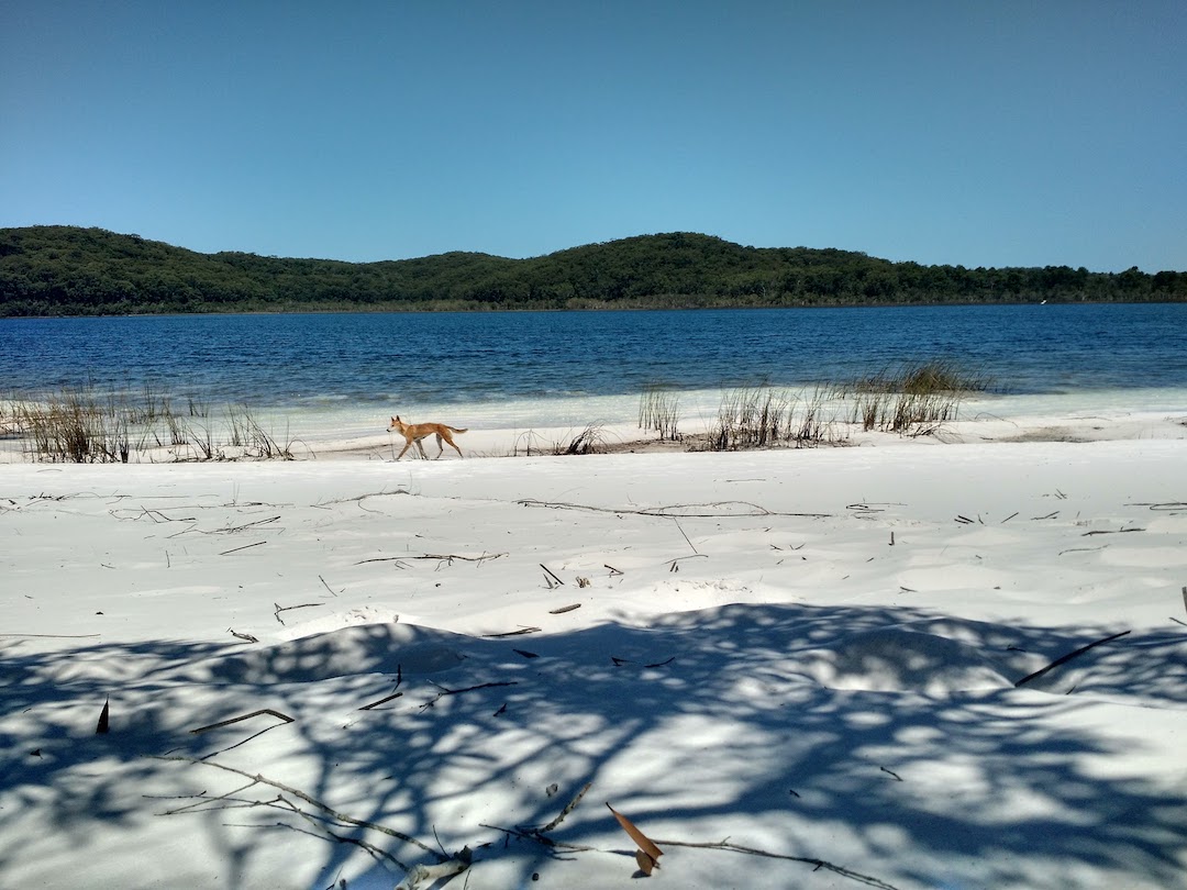 Dingo at the Beach